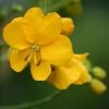Cassia Floribunda - Senné -Promesse de fleurs Boutique Cassia floribunda 83252 1