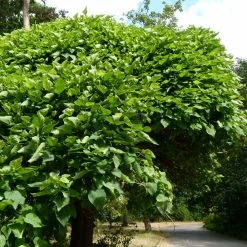 Catalpa Bignonioides Nana - Catalpa Boule