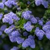 Céanothe Autumnal Blue -Promesse de fleurs Boutique Ceanothe Autumnal Blue ceanothus copyright 876871 1