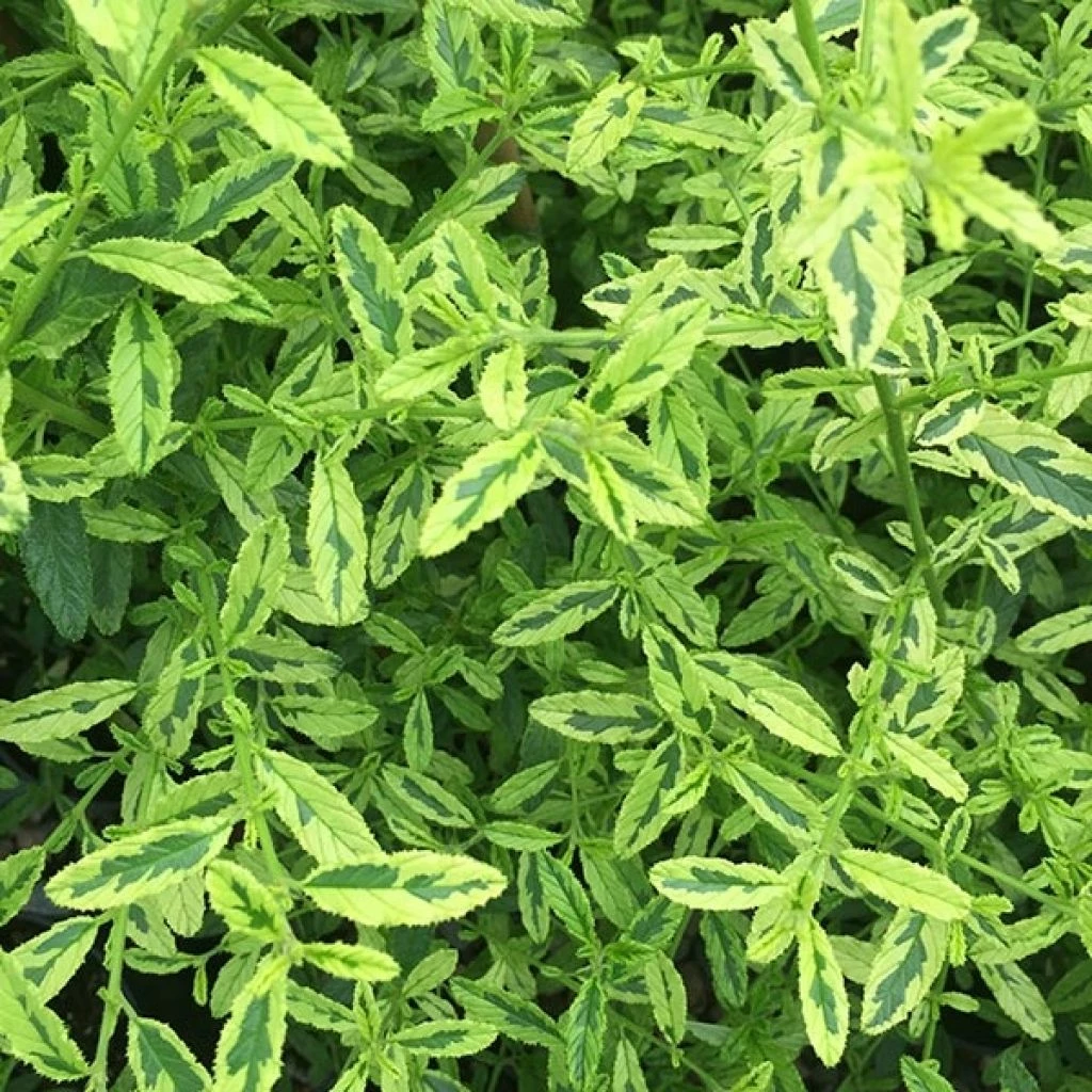 Céanothe Impressus Lemon & Lime - Lilas De Californie 3 Céanothe Impressus Lemon & Lime - Lilas De Californie