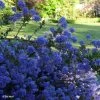 Céanothe Blue Sapphire -Promesse de fleurs Boutique Ceanothus Blue Sapphire 87735 1