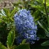 Céanothe Burkwoodii 1 Céanothe Burkwoodii -Promesse de fleurs Boutique Ceanothus Burkwoodii 87736 1