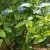 Ceanothus El Dorado - Lilas De Californie -Promesse de fleurs Boutique Ceanothus El Dorado 87217 1