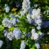 Ceanothus Arboreus Concha - Lilas De Californie -Promesse de fleurs Boutique Ceanothus arboreus Concha 82192 1