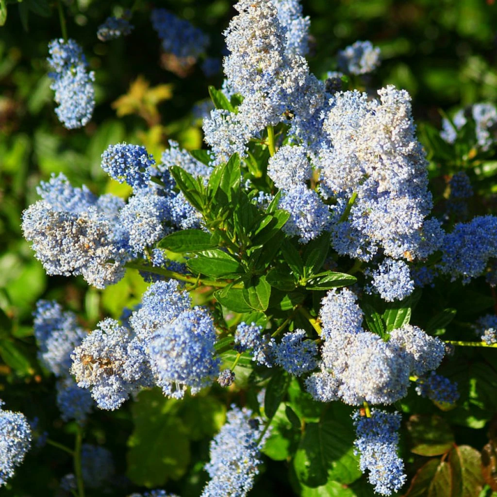 Ceanothus Arboreus Concha - Lilas De Californie 3 Ceanothus Arboreus Concha - Lilas De Californie