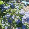 Céanothe Arboreus Trewithen Blue 1 Céanothe Arboreus Trewithen Blue -Promesse de fleurs Boutique Ceanothus arboreus trewithen blue ld Walllygrom 9508 1