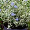 Céanothe Impressus Cool Blue - Lilas De Californie 2 Céanothe Impressus Cool Blue - Lilas De Californie -Promesse de fleurs Boutique Ceanothus impressus Cool Blue 88784 1