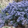 Céanothe Impressus Puget Blue - Lilas De Californie 2 Céanothe Impressus Puget Blue - Lilas De Californie -Promesse de fleurs Boutique Ceanothus impressus Puget blue 87686 1