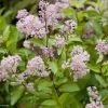 Céanothe Pallidus Marie Rose - Lilas De Californie 1 Céanothe Pallidus Marie Rose - Lilas De Californie -Promesse de fleurs Boutique Ceanothus pallidus Marie Rose 781572 1