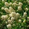 Céanothe Thyrsiflorus Millerton Point - Lilas De Californie -Promesse de fleurs Boutique Ceanothus thyrsiflorus Milerton Point ld EcoCenteratHPP 781573 1