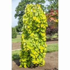 Cercis Canadensis Golden Falls - Gainier Du Canada