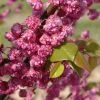 Cercis Canadensis Pink Pom Pom's - Gainier Du Canada -Promesse de fleurs Boutique Cercis canadensis Pink Pom Pom s 83991 1