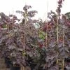 Cercis Canadensis Ruby Falls – Arbre De Judée Pleureur, Nain Et Pourpre 2 Cercis Canadensis Ruby Falls – Arbre De Judée Pleureur, Nain Et Pourpre -Promesse de fleurs Boutique Cercis canadensis Ruby Falls 82956 1