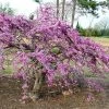 Cercis Canadensis Traveller - Arbre De Judée -Promesse de fleurs Boutique Cercis canadensis Traveller 86398 1