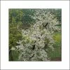 Cercis Canadensis Vanilla Twist - Gainier Du Canada Pleureur Blanc -Promesse de fleurs Boutique Cercis canadensis Vanilla Twist 83992 1