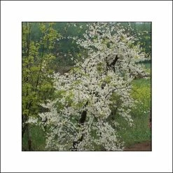 Cercis Canadensis Vanilla Twist - Gainier Du Canada Pleureur Blanc