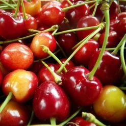 Cerisier Bigarreau Coeur De Pigeon Bio