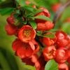 Cognassier Du Japon - Chaenomeles Japonica Orange Beauty 1 Cognassier Du Japon - Chaenomeles Japonica Orange Beauty -Promesse de fleurs Boutique Chaenomeles japonica Orange Beauty 100062 1 1