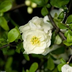 Cognassier Du Japon Yukigoten - Chaenomeles Speciosa