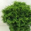 Cyprès De Lawson - Chamaecyparis Lawsoniana Twisted Ball -Promesse de fleurs Boutique Chamaecyparis lawsoniana Twisted Ball 622002 1