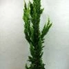 Chamaecyparis Lawsoniana Yellow Spire - Cyprès De Lawson Nain 1 Chamaecyparis Lawsoniana Yellow Spire - Cyprès De Lawson Nain -Promesse de fleurs Boutique Chamaecyparis lawsoniana Yellow Spire 623002 1