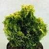 Chamaecyparis Obtusa Andorra - Faux Cyprès Hinoki Du Japon -Promesse de fleurs Boutique Chamaecyparis obtusa Andorra 624002 1