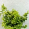 Chamaecyparis Obtusa Aurea - Faux Cyprès Hinoki Du Japon -Promesse de fleurs Boutique Chamaecyparis obtusa Aurea 625002 1