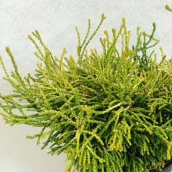 Chamaecyparis Obtusa Gitte - Faux Cyprès Hinoki Du Japon Nain
