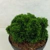 Faux Cyprès Du Japon - Chamaecyparis Obtusa Juniperoides -Promesse de fleurs Boutique Chamaecyparis obtusa Juniperoides 630002 1