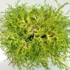 Chamaecyparis Obtusa Kamarachiba - Faux Cyprès Hinoki Du Japon -Promesse de fleurs Boutique Chamaecyparis obtusa Kamarachiba 631002 1