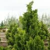 Chamaecyparis Obtusa Nana Gracilis - Faux Cyprès Du Japon -Promesse de fleurs Boutique Chamaecyparis obtusa Nana Gracilis 0633002 1