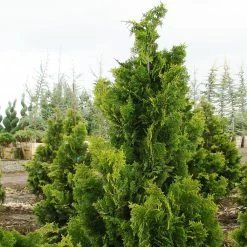 Chamaecyparis Obtusa Nana Gracilis - Faux Cyprès Du Japon