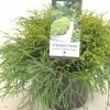 Chamaecyparis Pisifera Filifera Nana - Cyprès Sawara -Promesse de fleurs Boutique Chamaecyparis pisifera Filifera Nana 640002 1