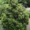Cyprès Hinoki Du Japon - Chamaecyparis Obtusa Nana Aurea -Promesse de fleurs Boutique Chamaecyparis obtusa Nana Aurea LD Wikimedia DJ.Stang 1003032 P