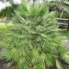 Chamaerops Humilis - Palmier Nain -Promesse de fleurs Boutique Chamaerops humilis 832532 1