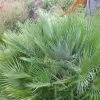 Chamaerops Humilis Compacta - Palmier Nain -Promesse de fleurs Boutique Chamaerops humilis Compacta 83256 1