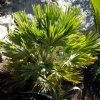 Chamaerops Humilis Vulcano - Palmier Nain -Promesse de fleurs Boutique Chamaerops humilis Vulcano 82194 1