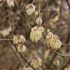 Chimonanthus Praecox Grandiflorus -Promesse de fleurs Boutique Chimonanthus praecox Grandiflorus 82345 1