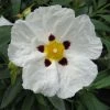 Cistus Alan Fradd - Ciste Pourpre à Fleurs Blanches. -Promesse de fleurs Boutique Cistus Alan Fradd 83037 1