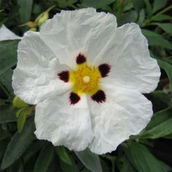Cistus Alan Fradd - Ciste Pourpre à Fleurs Blanches.