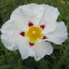 Cistus (x) Loretii - Ciste à Feuilles étroites 1 Cistus (x) Loretii - Ciste à Feuilles étroites -Promesse de fleurs Boutique Cistus x loretii 83260 1