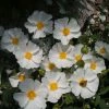 Cistus Corbariensis - Ciste Des Corbières -Promesse de fleurs Boutique Cistus corbariensis 83259 1