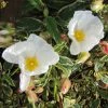 Cistus Corbariensis Rospico - Ciste Des Corbières Panaché. -Promesse de fleurs Boutique Cistus corbariensis Rospico 83261 1