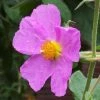 Cistus Creticus - Ciste De Crète 2 Cistus Creticus - Ciste De Crète -Promesse de fleurs Boutique Cistus creticus 781978 1