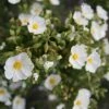 Cistus Monspeliensis - Ciste De Montpellier -Promesse de fleurs Boutique Cistus monspeliensis 7527 1