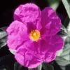 Cistus Pulverulentus Sunset - Ciste Pulvérulent -Promesse de fleurs Boutique Cistus pulverulentus Sunset 7901 1