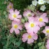 Ciste Silver Pink - Cistus Argenteus -Promesse de fleurs Boutique Cistus silver pink 87806 1