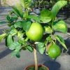 Pamplemousse (Pomelo) - Citrus (x) Paradisi -Promesse de fleurs Boutique Citrus x paradisi 83410 1