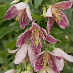 Clématite - Clematis Cirrhosa Advent Bells