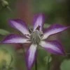 Clématite - Clematis Astra Nova -Promesse de fleurs Boutique Clematis Astra Nova 681524 1